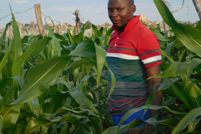 Tinashe Kubara inspecting his irrigated maize crop. Photo: Cyril Zenda