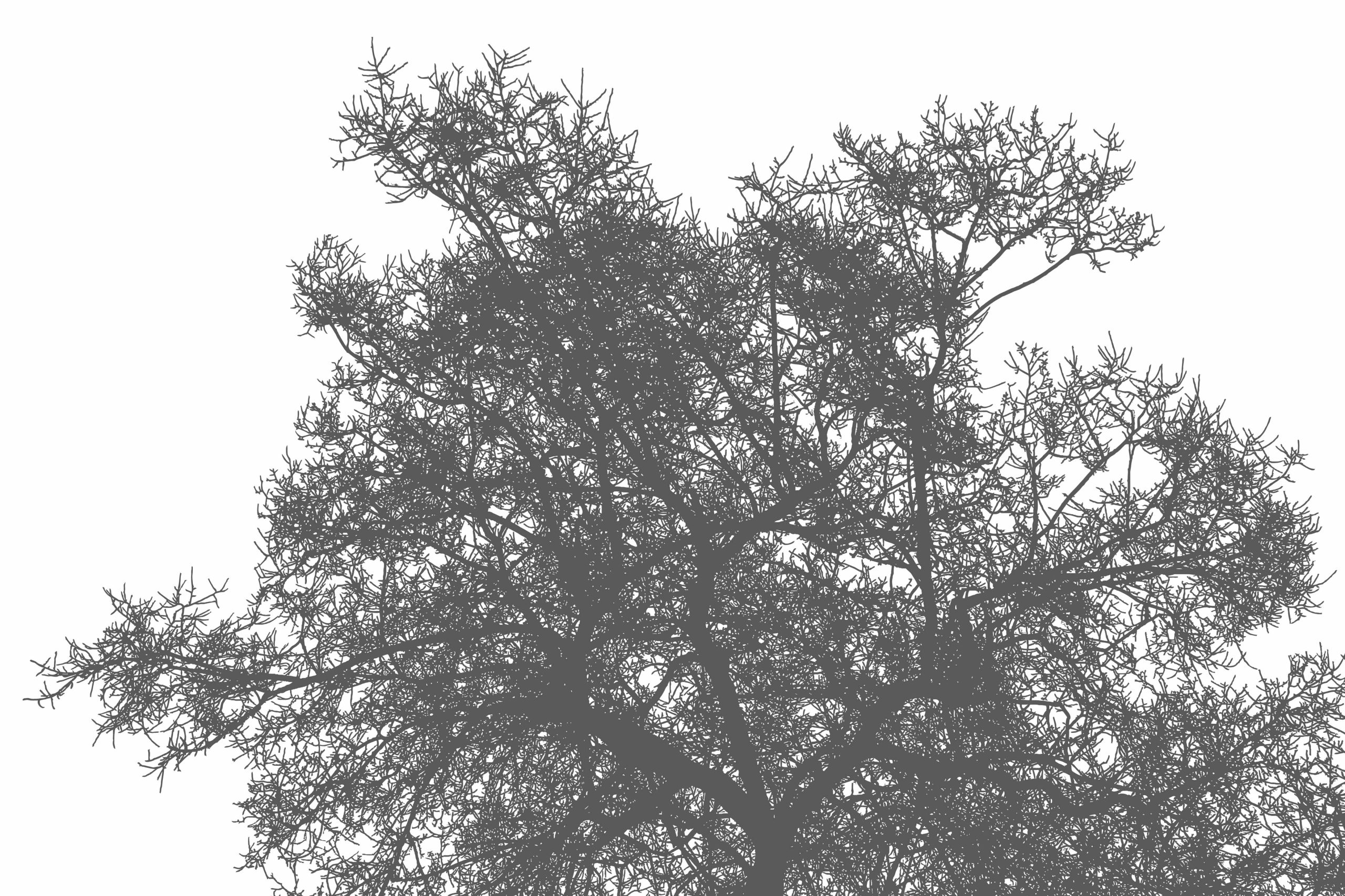 The elm stands firmly rooted - ELM Magazine